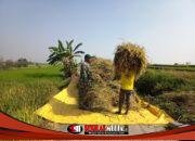 Babinsa Dampingi Panen Padi, Perkuat Ketahanan Pangan Mojokerto