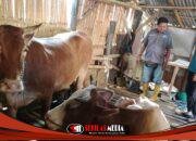 Dari Rp50 Ribu Sehari ke 16 Sapi, Feri dan MAT PECI Disnakan Bondowoso Ubah Nasib Peternak
