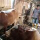 Dari Rp50 Ribu Sehari ke 16 Sapi, Feri dan MAT PECI Disnakan Bondowoso Ubah Nasib Peternak