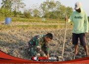 Menabur Bibit, Memupuk Kemanunggalan: Aksi Serda Rizky Turun Sawah di TMMD 129 Bojonegoro