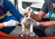 Angka Rabies di Bali Mengkhawatirkan, Rata Rata 216 Gigitan Per Hari 