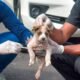 Angka Rabies di Bali Mengkhawatirkan, Rata Rata 216 Gigitan Per Hari 