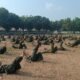Jaga Fisik, Pertajam Naluri Tempur, Prajurit Kodim 0815/Mojokerto Latihan PSM