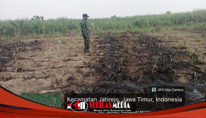 Respons Cepat Babinsa Jatirejo, Kebakaran Lahan Tebu di Kumitir Berhasil Diatasi