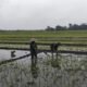 Babinsa Mojosulur Dampingi Petani Tanam Padi, Perkuat Ketahanan Pangan Mojosari
