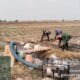 Babinsa dan Petani Mlaten Kompak Rawat Tanaman Jagung, Dukung Ketahanan Pangan Mojokerto