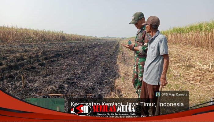 Titik Api Muncul di Lahan Tebu Kemlagi, Babinsa Ingatkan Petani Waspadai Pembakaran Sisa Panen