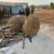 Diduga Jadi Arena Sabung Ayam, Bangunan Kosong di Sidayu Ditertibkan Polisi