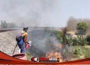 Terulang Dua Kali dalam Sepekan! KAI Daop 7 Madiun Perketat Pengawasan Imbas Aksi Bakar Lahan dan Ilalang yang Ganggu Perjalanan KA