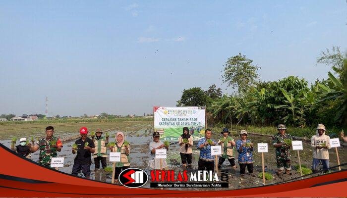 Gerakan Tanam Padi Serentak di Surodinawan, Koramil Prajuritkulon Dampingi Petani Perkuat Ketahanan Pangan