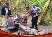 Polresta Sidoarjo Bongkar Arena Sabung Ayam di Dua Lokasi