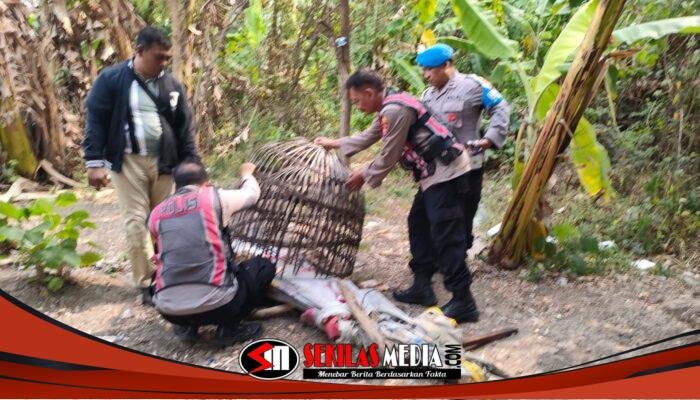 Polresta Sidoarjo Bongkar Arena Sabung Ayam di Dua Lokasi