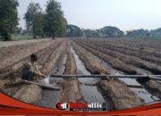 Hadapi Kemarau Panjang, MKSO Kebun Dhoho Optimalkan Pengairan dan Pengawasan Tanaman Tebu