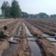 Hadapi Kemarau Panjang, MKSO Kebun Dhoho Optimalkan Pengairan dan Pengawasan Tanaman Tebu