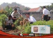 Panen Ratusan Kilogram Ubi Cilembu, Bukti Keberhasilan Pembinaan Warga Binaan Lapas Kediri