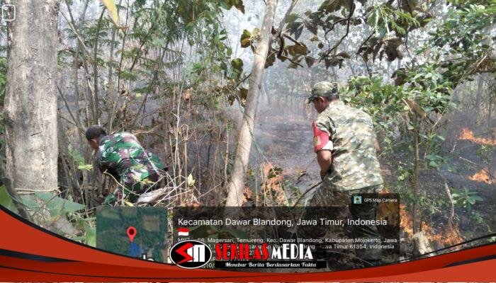 Api Membakar Hutan Jati Temuireng Mojokerto, 1,3 Hektare Lahan Terdampak