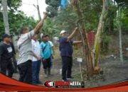 Kembangkan Varietas Baru, Bupati Asahan Lakukan Panen Perdana Pisang Kepok Abu Hijau Surya