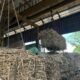 Jelang Akhir Giling, PG Ngadiredjo Kediri Tembus 8 Juta Kuintal