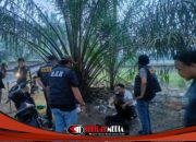 Polres Labuhanbatu Grebek Sarang Sabu di Kualuh Selatan, Satu Pria Diciduk, Pondok Narkoba Dimusnahkan